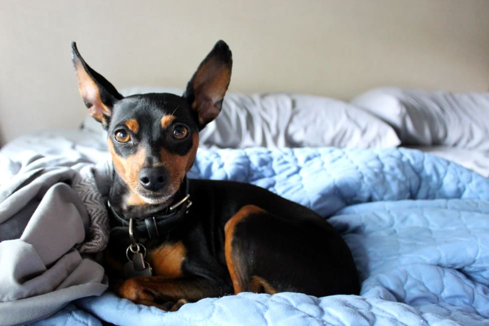 Miniature pinscher apartment discount