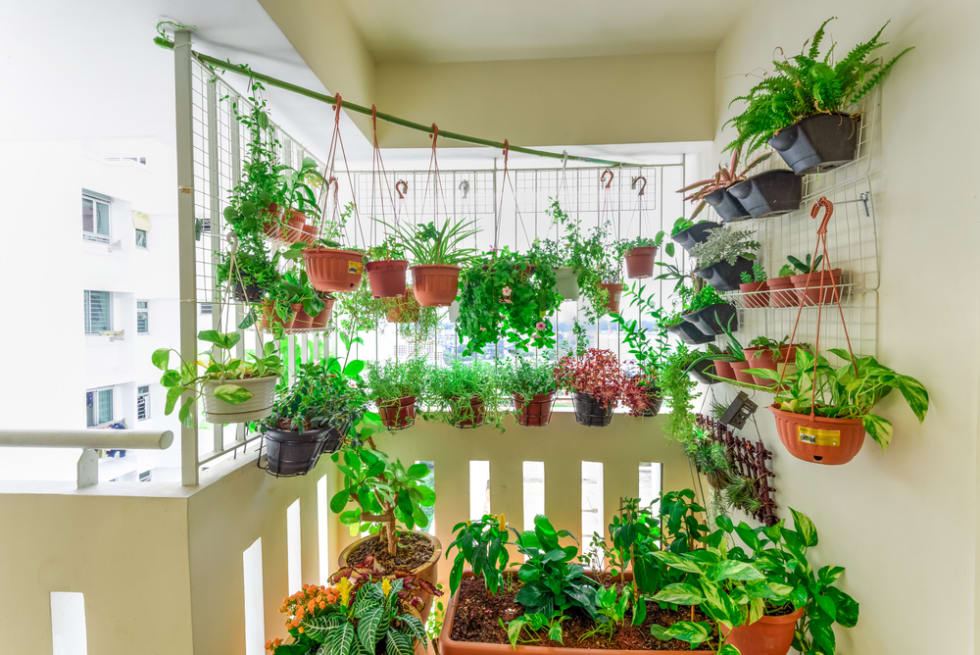 Home grown flowers and herbs in the hanging pots at balcony at Ang Mo Kio area. 