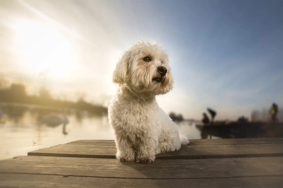 Coton de Tulear best dogs for apartment