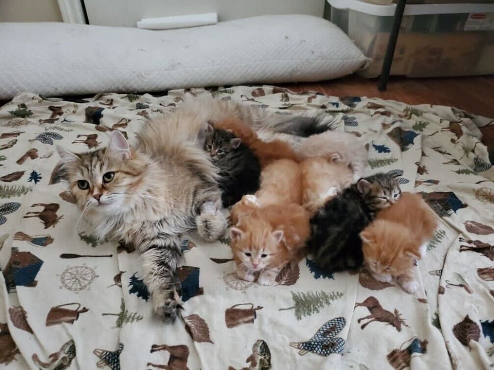 Kitten Marbles and his siblings