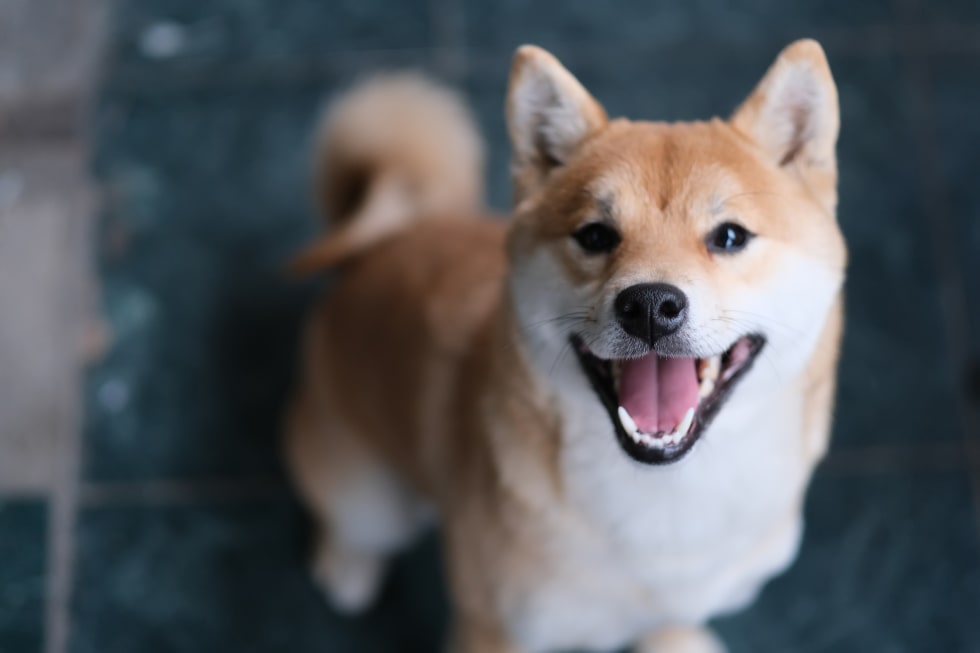 Shiba Inu best dogs for apartment