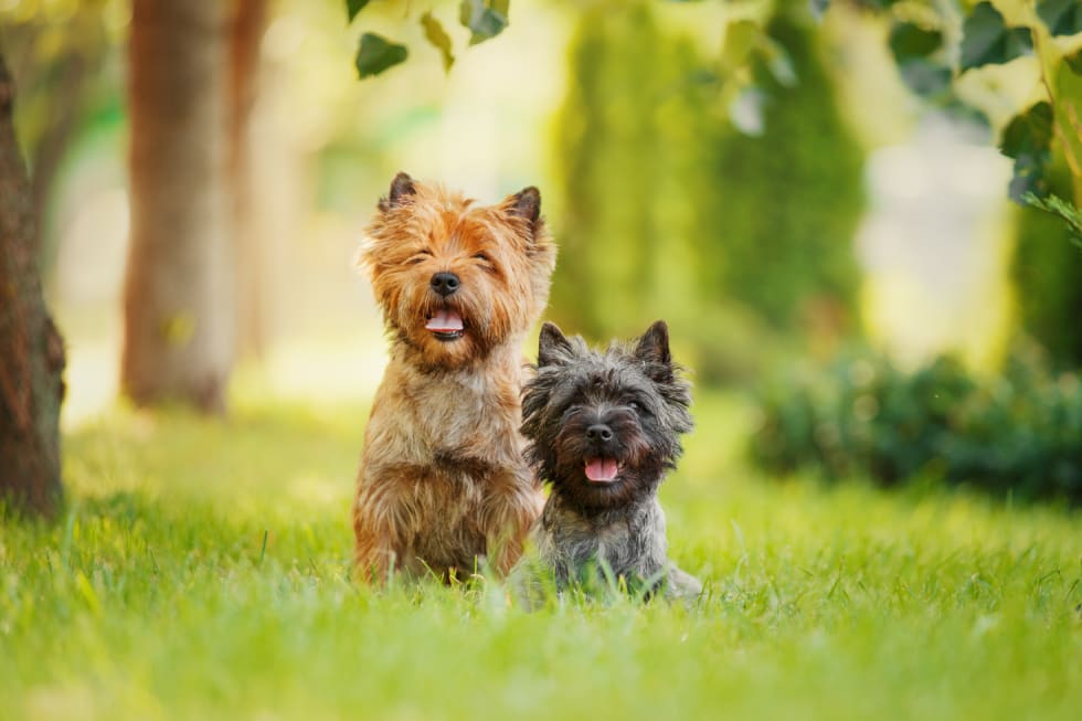 Cairn Terrier best apartments for dog