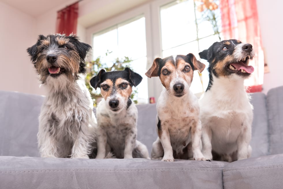 Group Jack Russell Terrier Doggies- Four little dogs sitting indoor side by side on the couch - what is an apartment lease violation