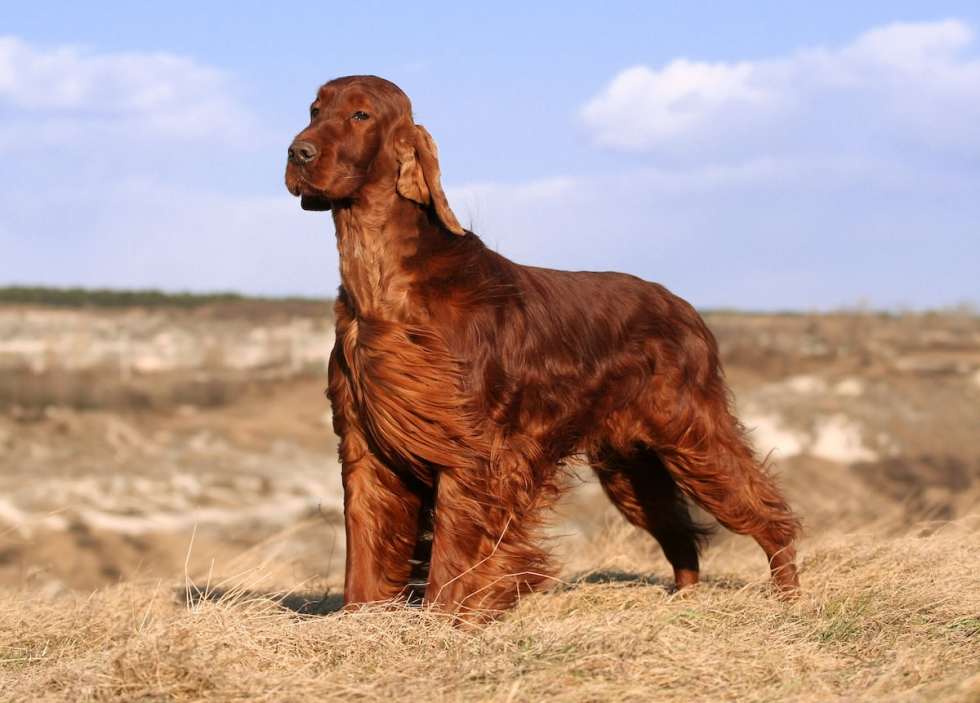 quiet-dog-breeds-irish-setter