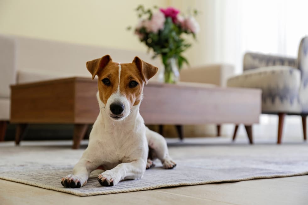 Dog laying in apartment