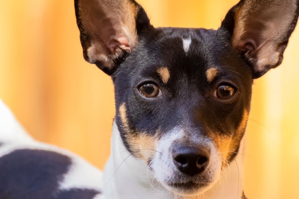 Toy Fox Terrier