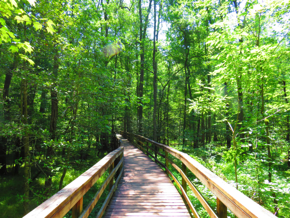 Boardwalk in Congaree National Park