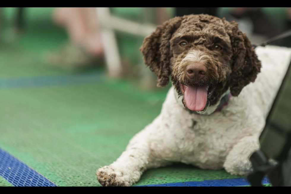 Best dog for bachelor apartment hotsell