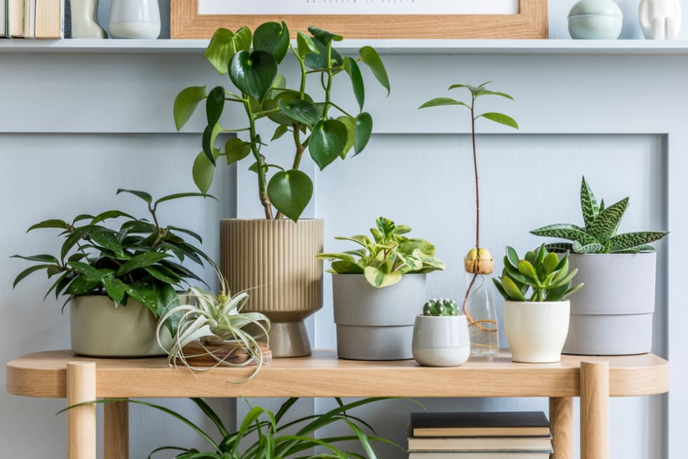 Interior design of living room with wooden console, beautiful composition of plants in different hipster and design pots, books and elegant personal accessories in home garden.