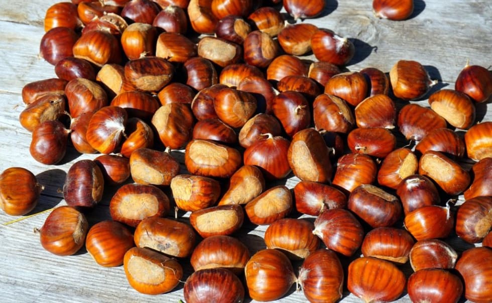 chestnuts