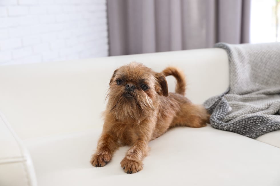 Brussels Griffon best dogs for apartment