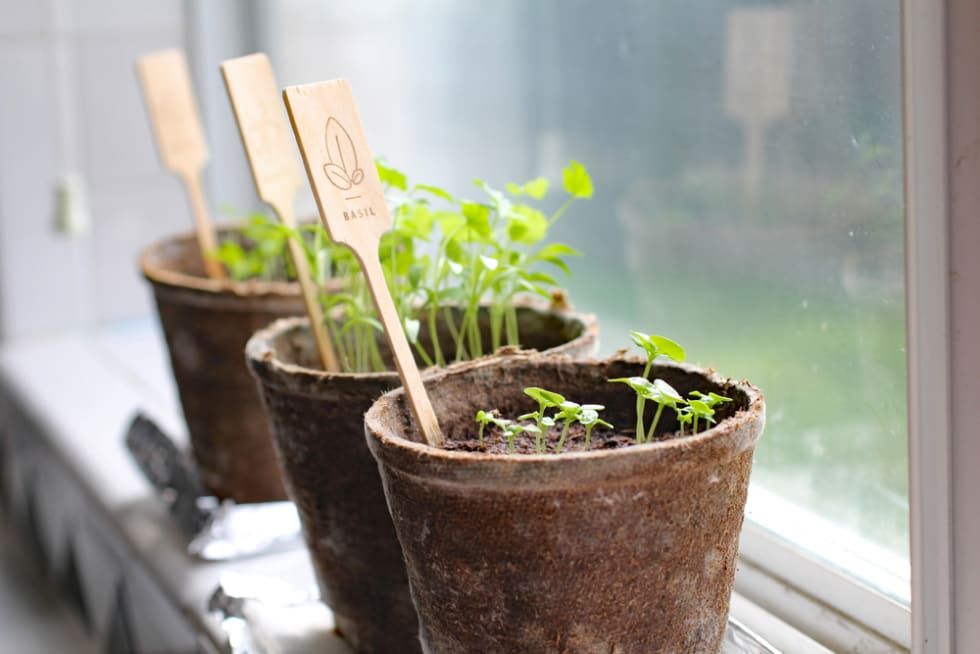 Organic window sill herb garden