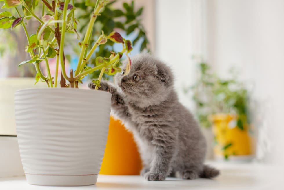 A curious British kitten sits on the windowsill and looks into a pot with a flower that stands next to it. Pets, Pets, care