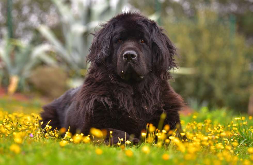 quiet-dog-breeds-newfoundland