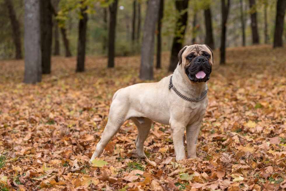 quiet-dog-breeds-bullmastiff