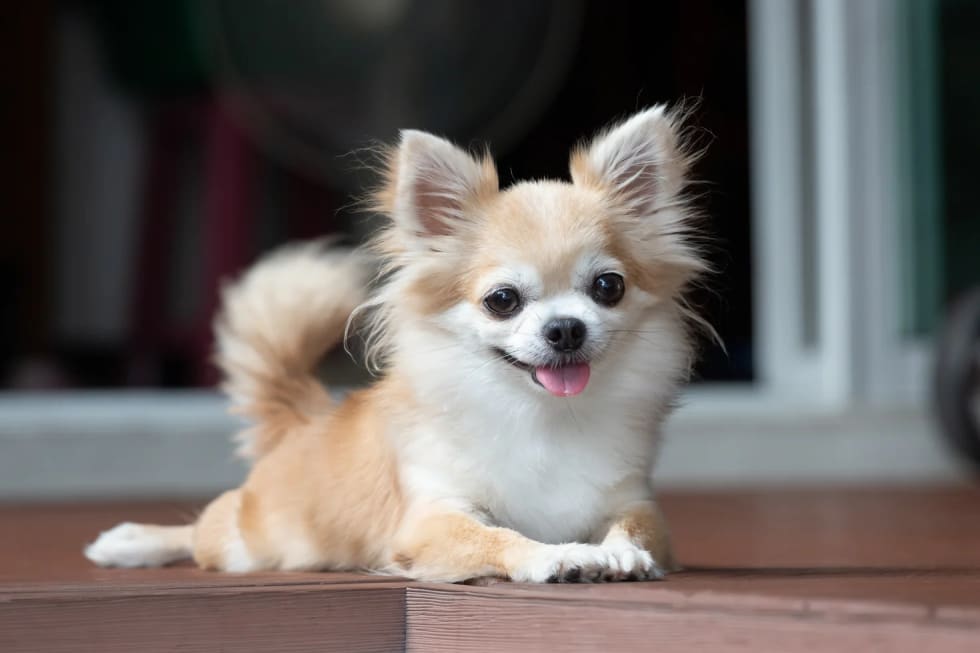 Chihuahua best dogs for apartment