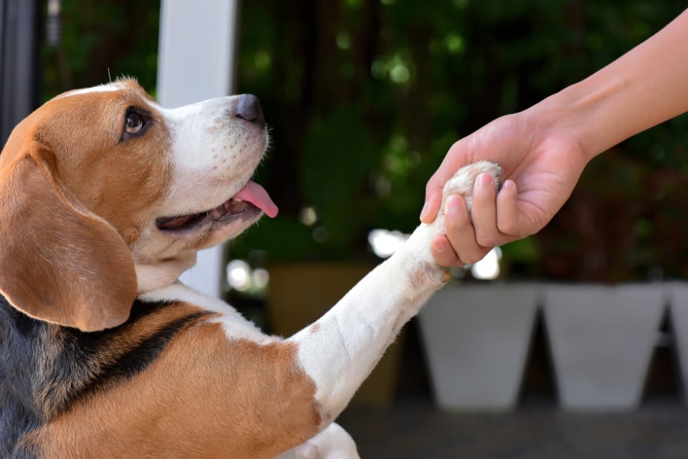 Selective focus Dog eyes Beagle dogs are looking up. With those who come to shake hands With friendly eyes