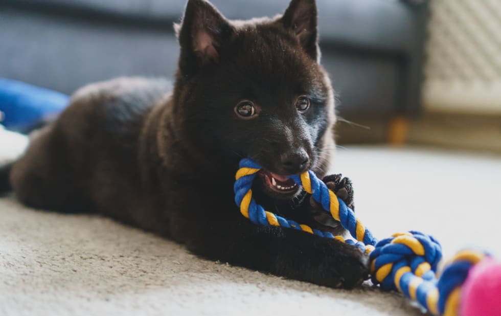 Schipperke apartment store