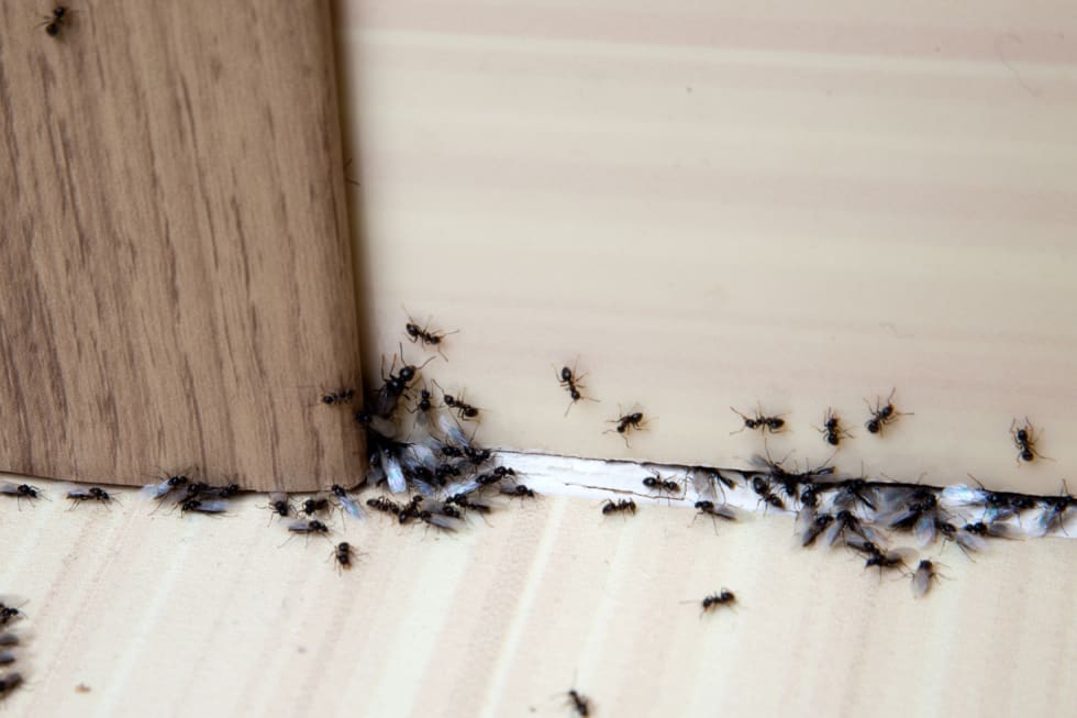 How to Get Rid of Ants in Your Apartment