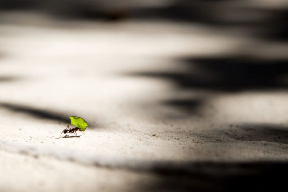 How To Deal With Ants In Your Apartment