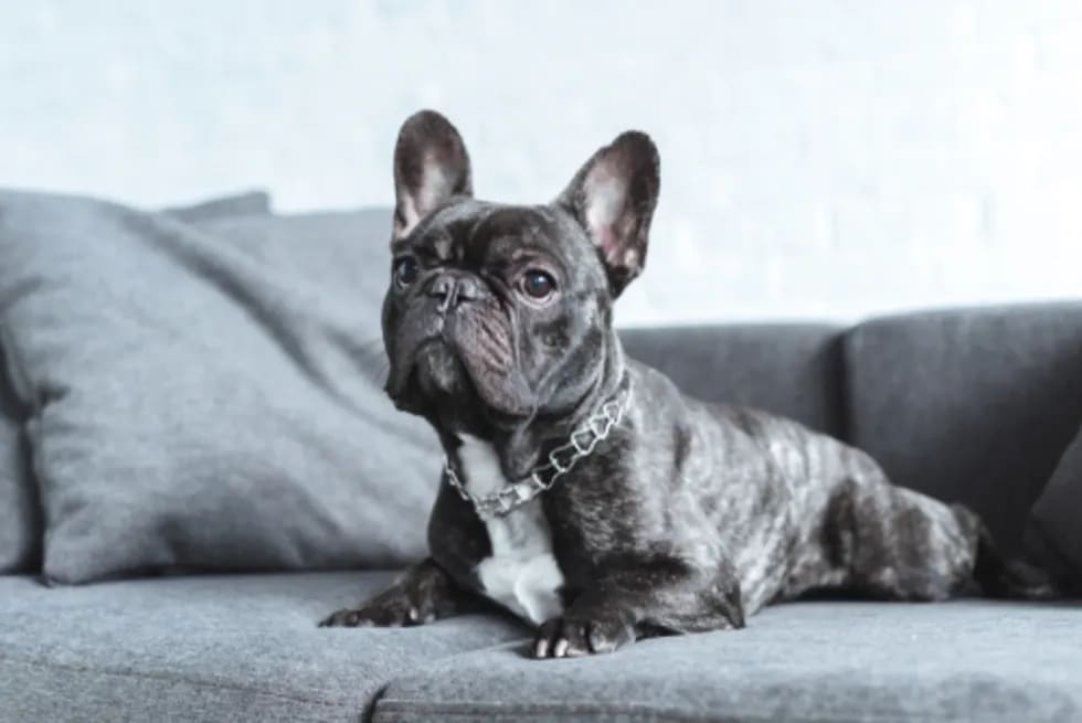 45 Best Dogs for Apartments