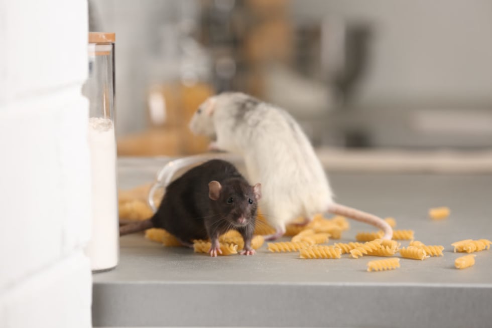 How to Handle a Rat Infestation in Your Community