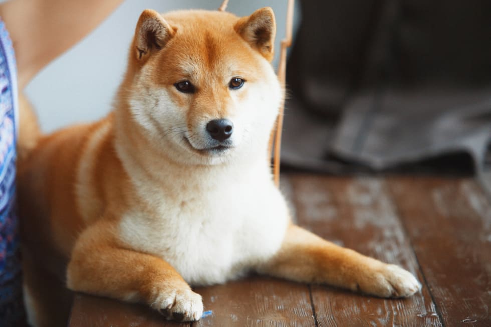 Top 10 Apartment Friendly Dog Breeds Renter Life