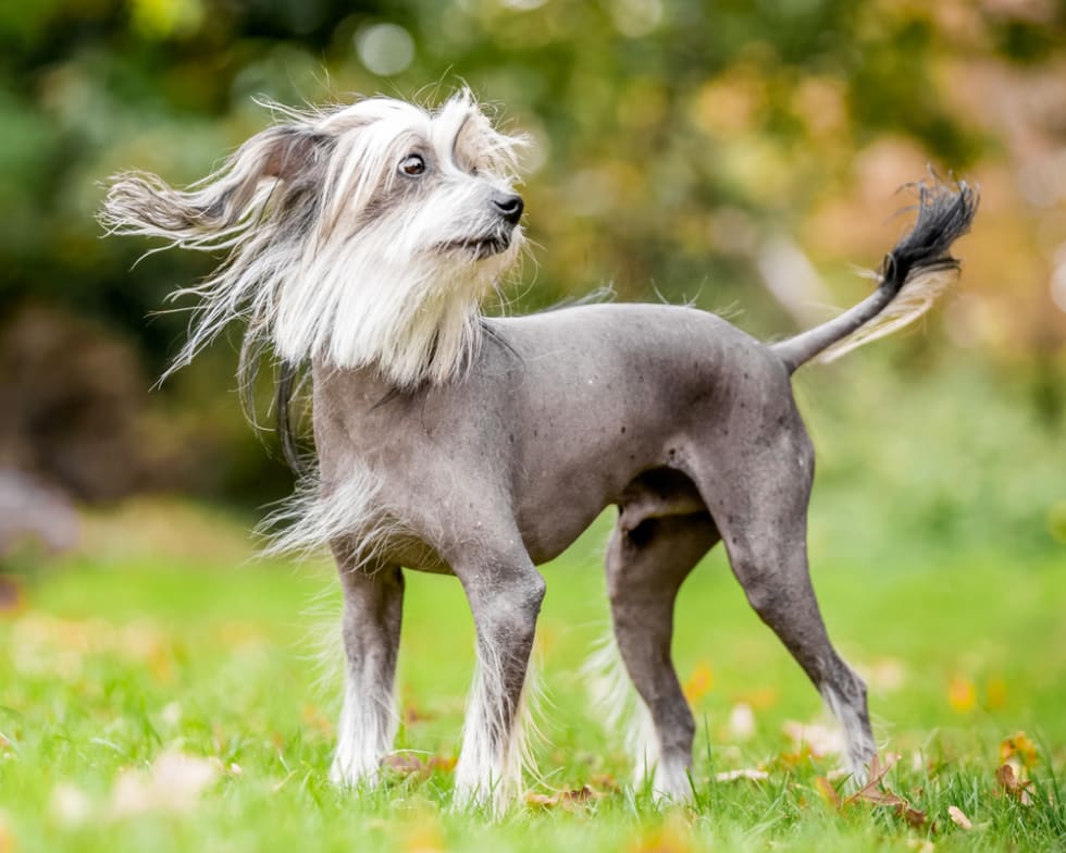 manly small dog breeds