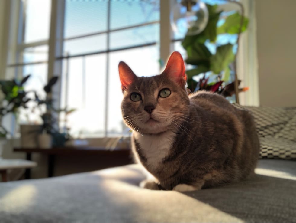 The Ultimate Guide To Renting With A Pet Renter Life