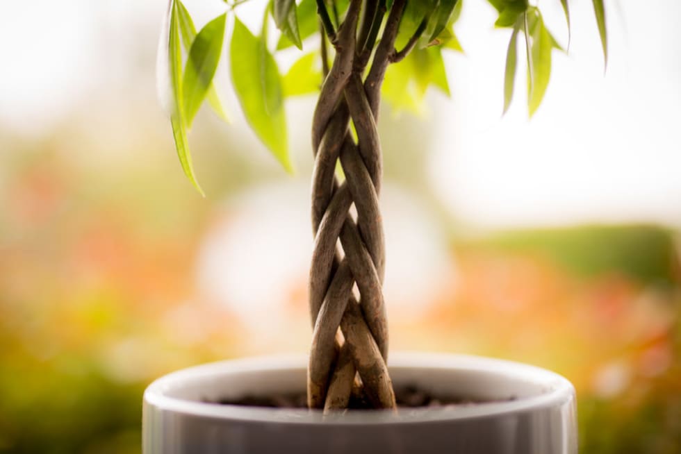 Money Tree Care Guide To Taking Care Of Your Plant Renter Life