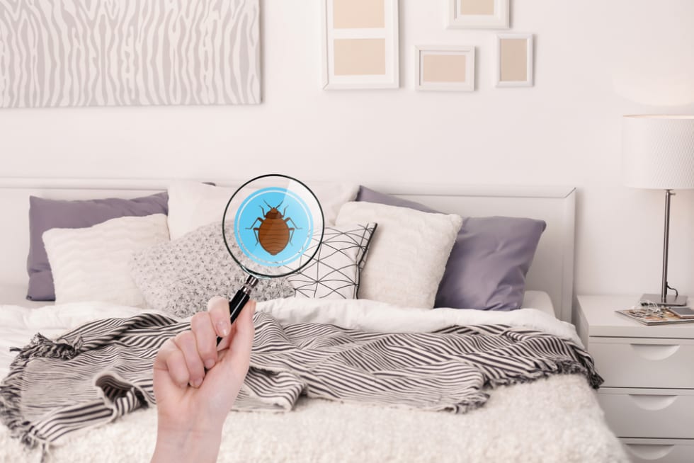 Bed Bugs In Your Apartment Here S What To Do