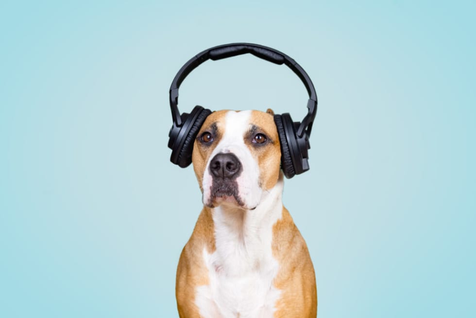 Noise Complaints What They Mean For Landlords And Tenants