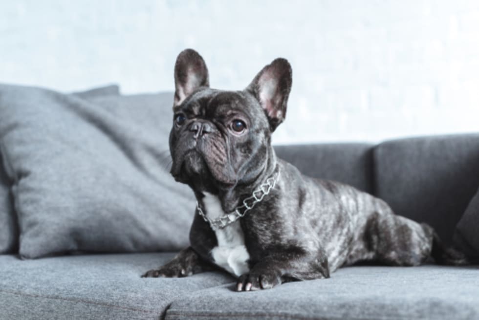 dog breeds for inside the house