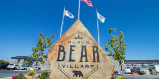 Spark Black Bear Spark Black Bear Photo Gallery 1