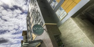 Spruce Spruce Photo Gallery 1