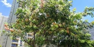1717 Ala Wai Blvd 1717 Ala Wai Blvd Photo Gallery 1