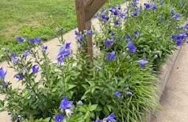 2223 BLUE SPRUCE DRIVE