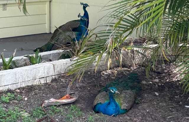 Annual Rental In Jensen Beach