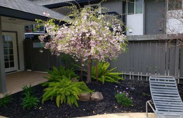 Sycamore Green