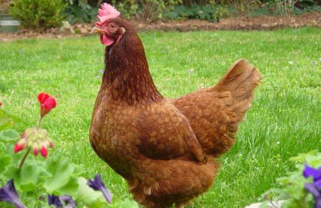 Village at Fair Oaks