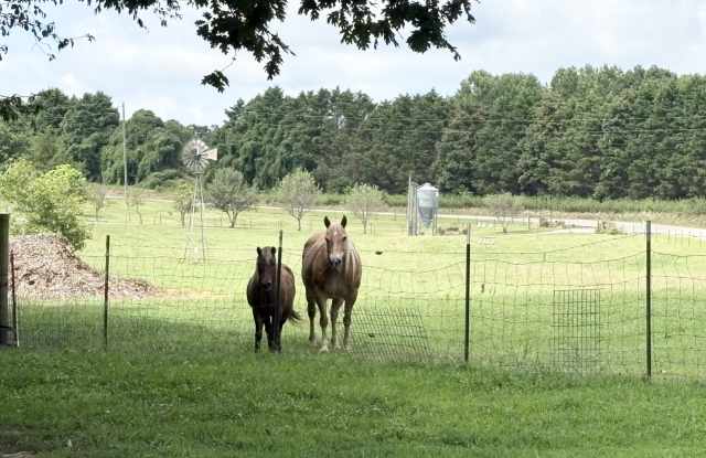 368 White Pine Crossover