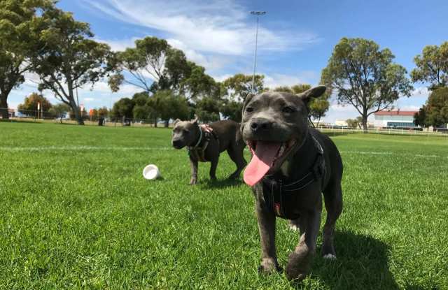 Copa De Oro Apartments