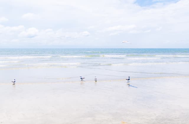 Atlantic Beach House Mount Pleasant Sc Apartments For Rent Atlantic Beach House Mount Pleasant Sc Apartments For Rent