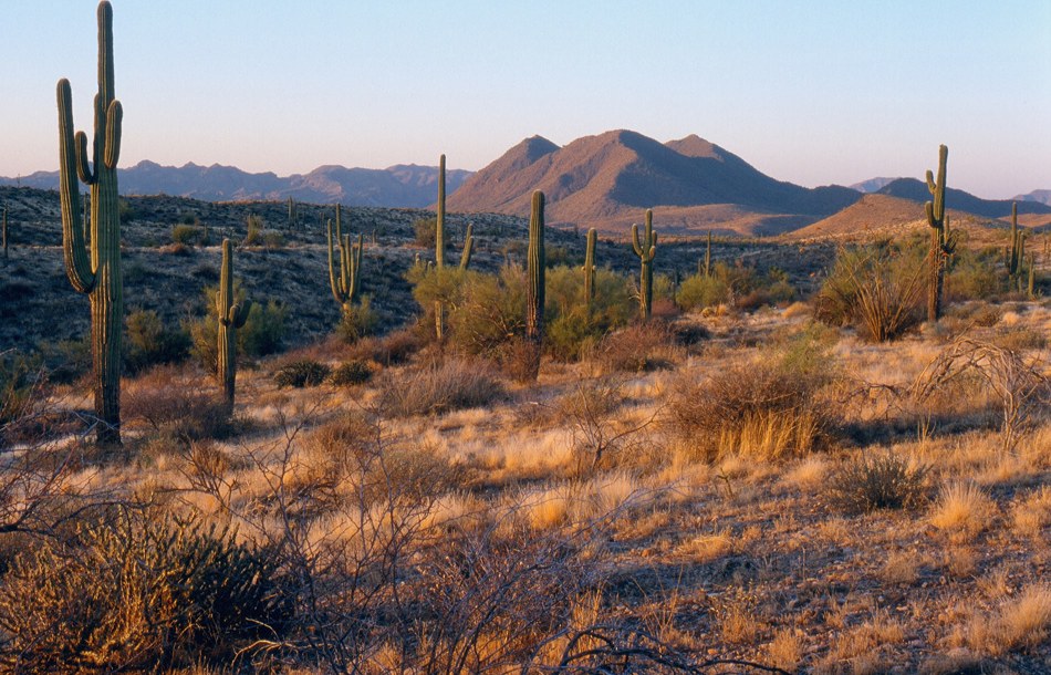 100 Best Apartments For Rent In Mesa Az With Pictures
