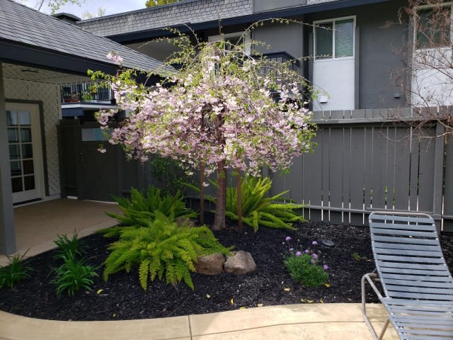 Sycamore Green