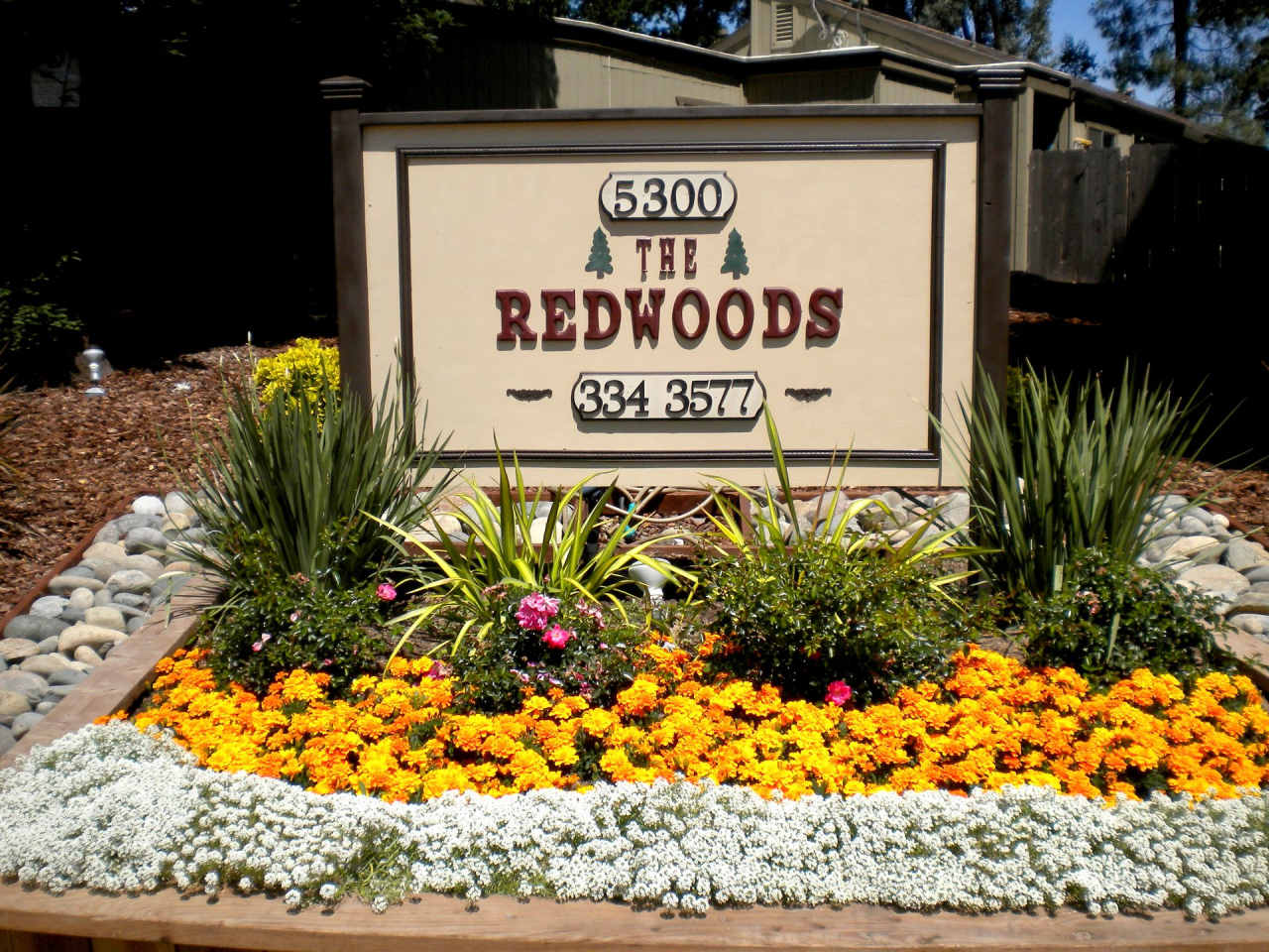 Redwoods