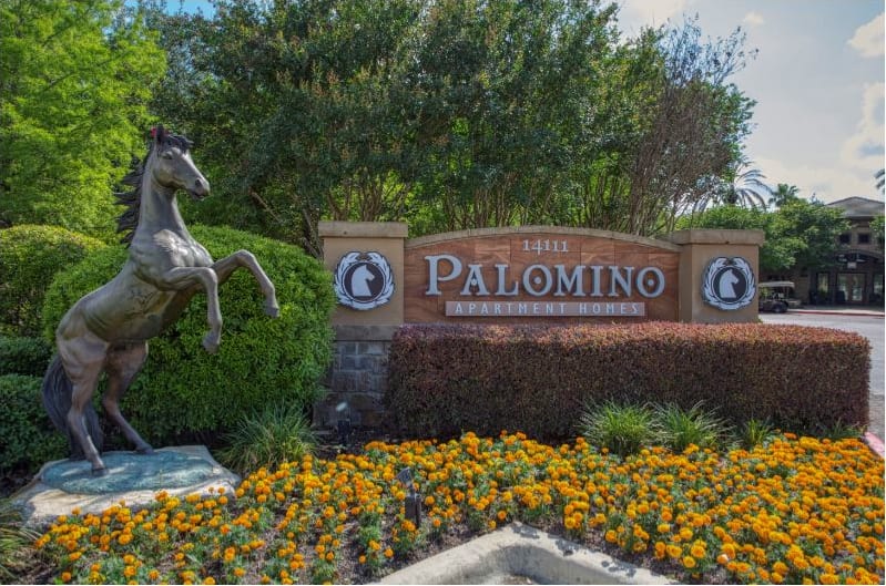 Palomino