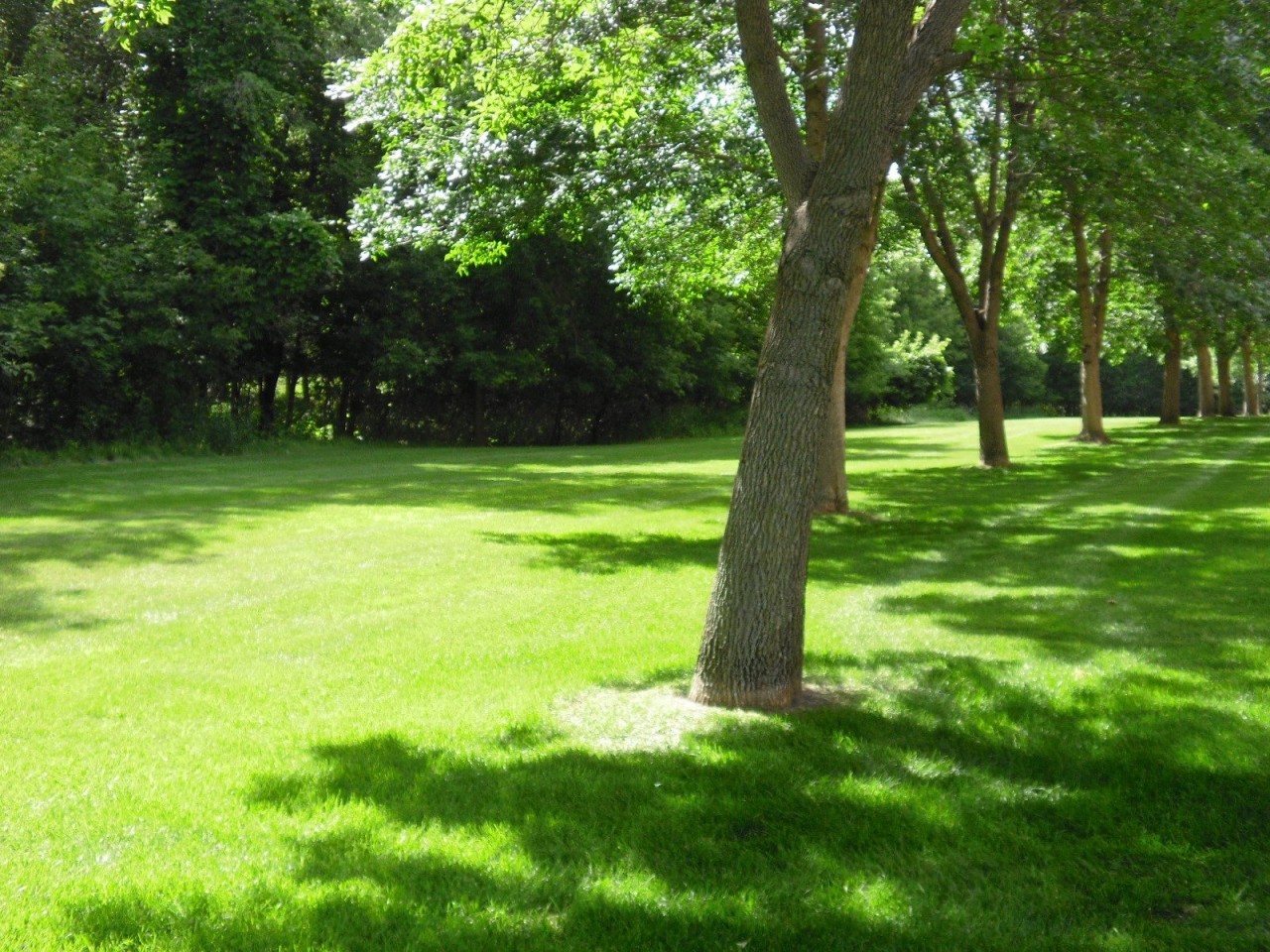 Silver Pines Image 16