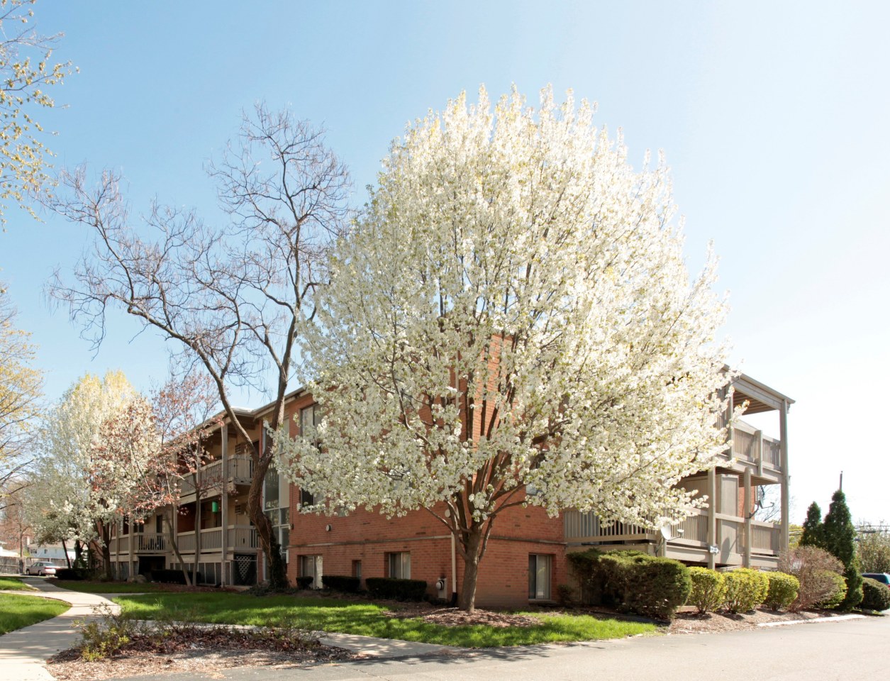 Amber Apartments of Royal Oak Image 17