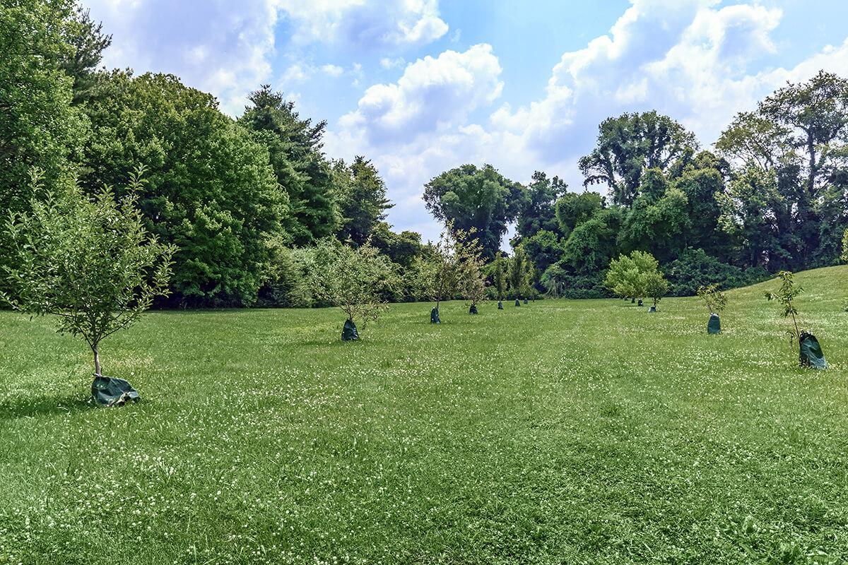 Chelsea Place Image 61